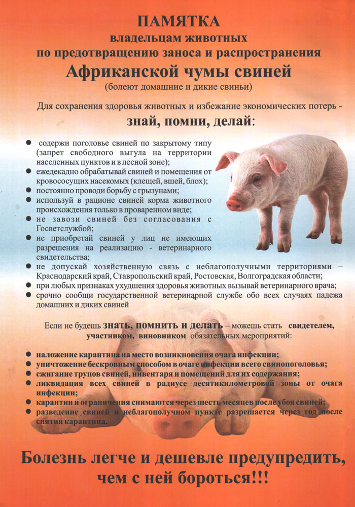 Памятка населения - Африканская чума свине